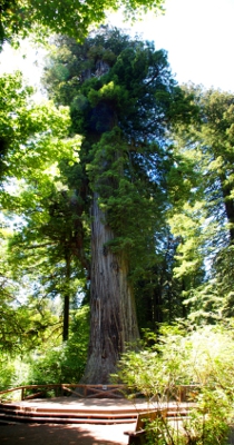 [A very large diameter tree with a wooden viewing platform in front of it.]